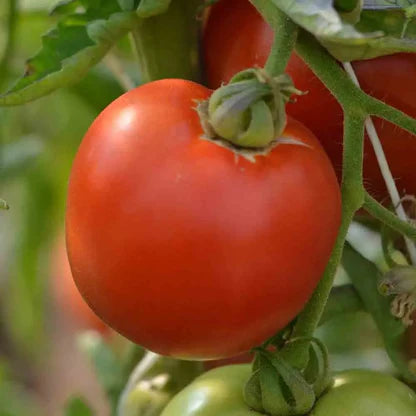 Tomate Burpee delicious