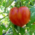 Tomate Cœur de bœuf