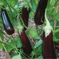Aubergine Baluroi