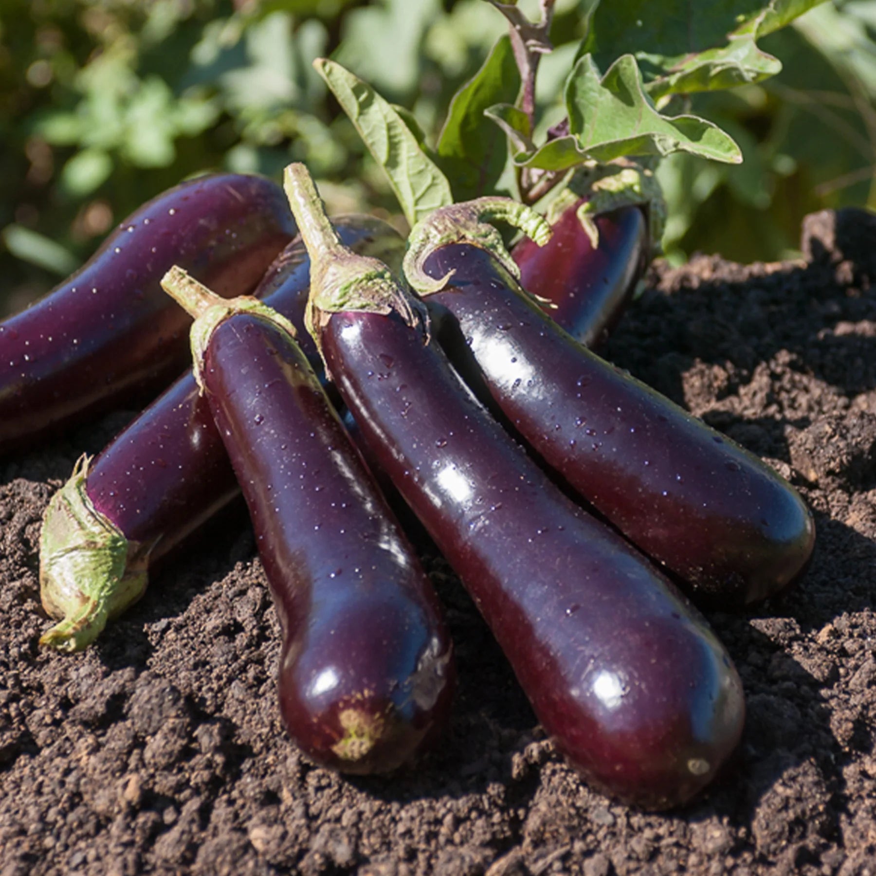 Aubergine Barbetane