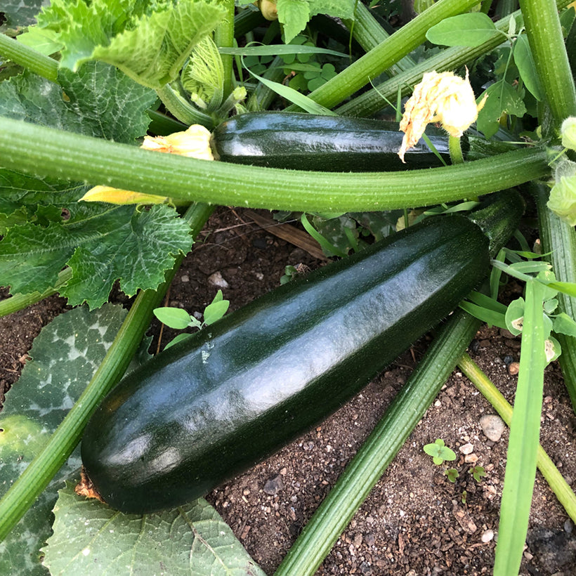 Courgette Black beauty