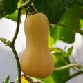 Courgette Butternut
