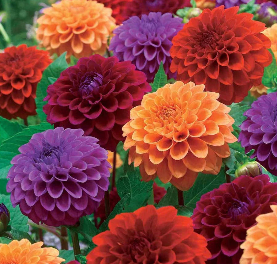 Dahlia melange