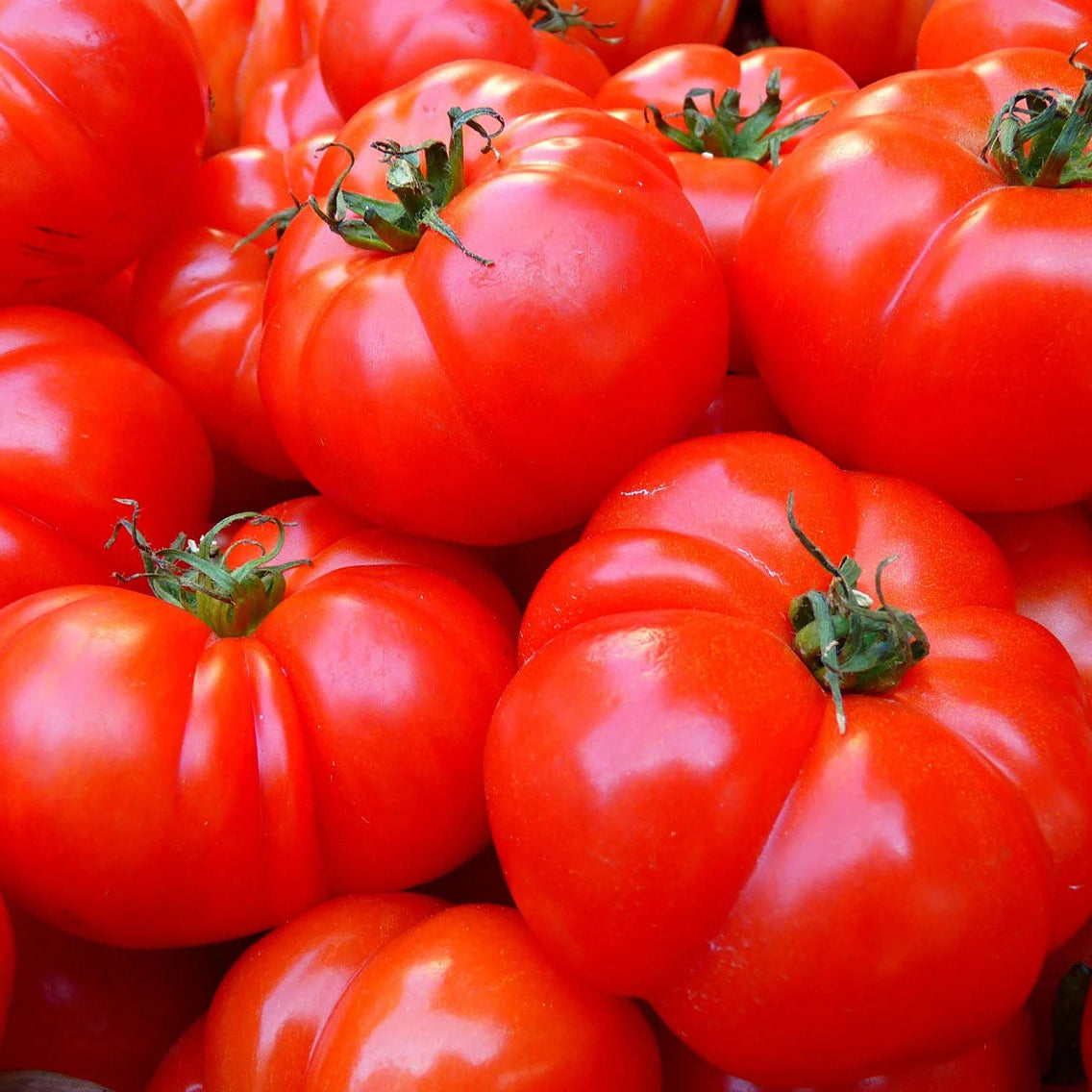 Tomate Marmande