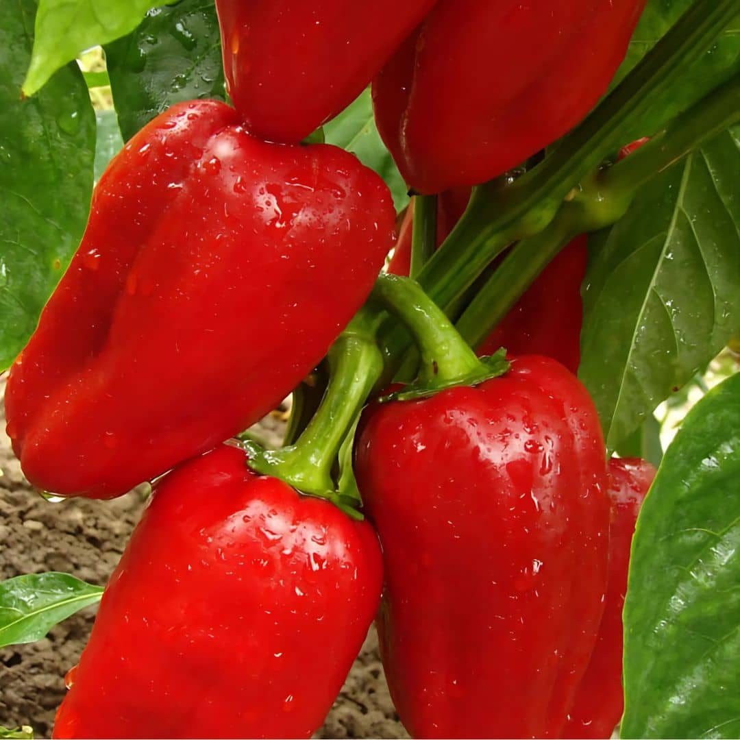 Poivron doux d'espagne