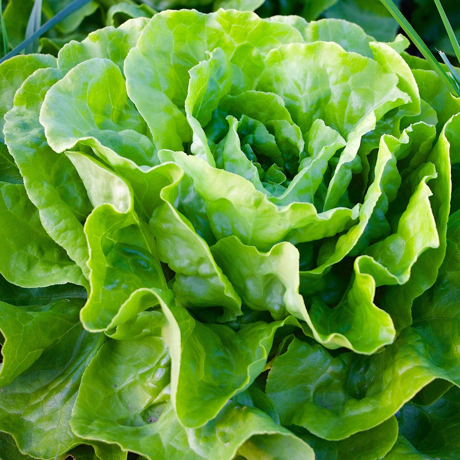 Salade apia (lot de 12)