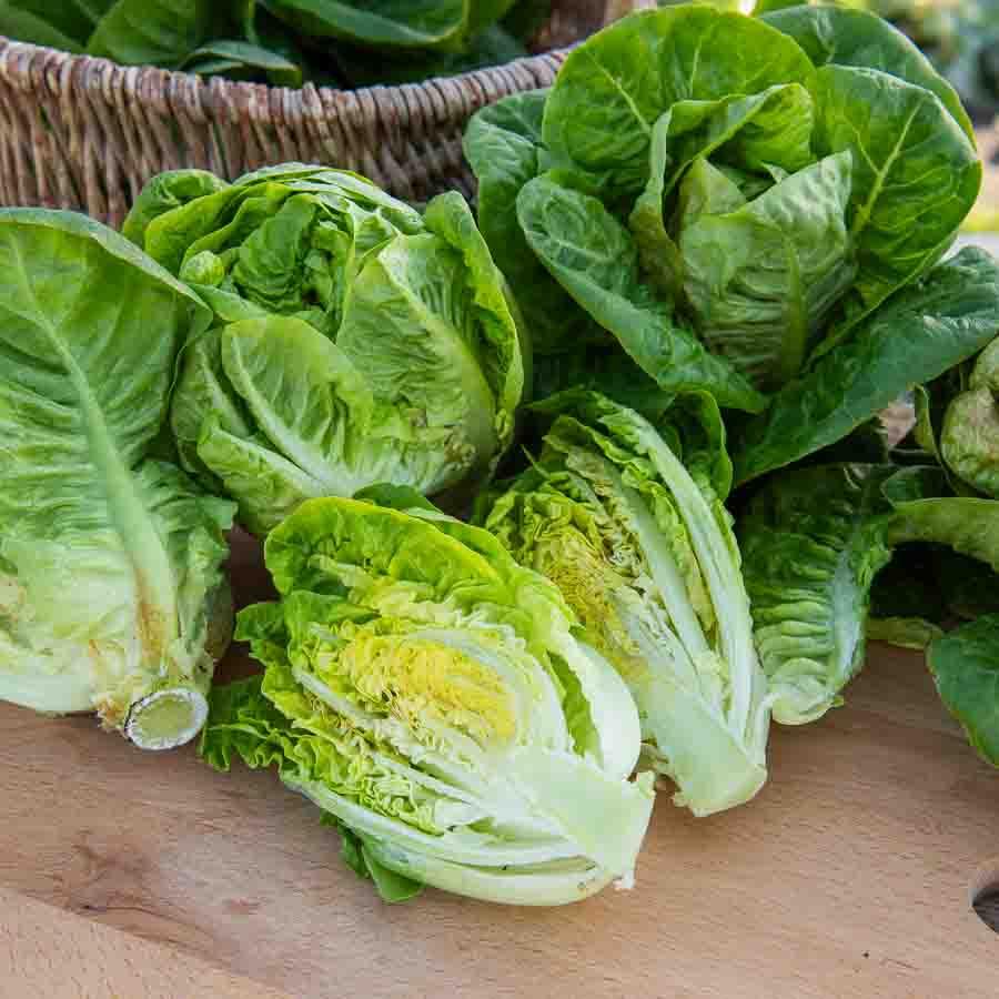 Salade sucrette (Lot de 12)