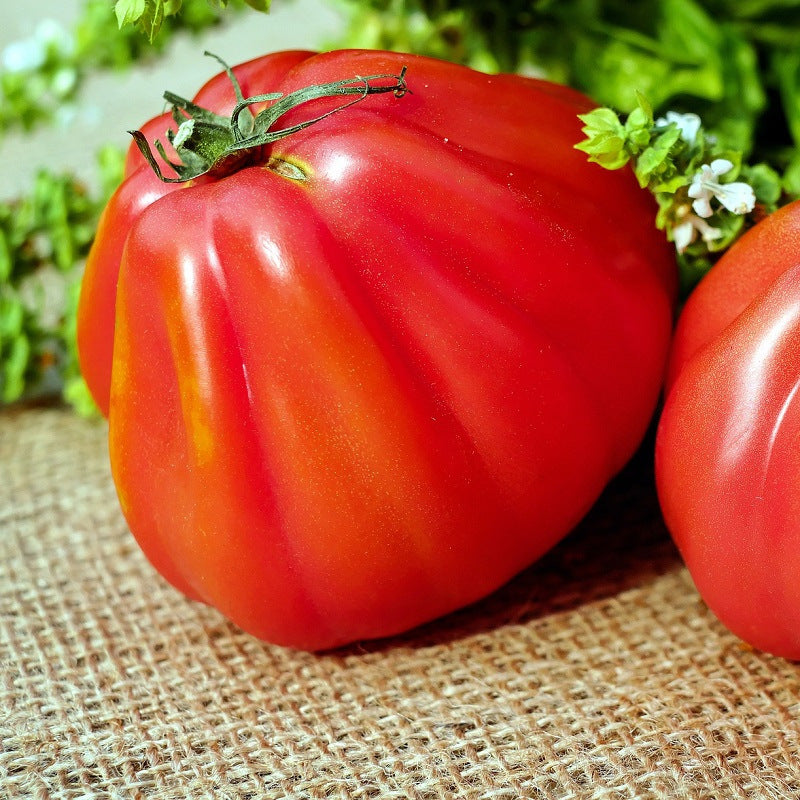Tomate Liguria