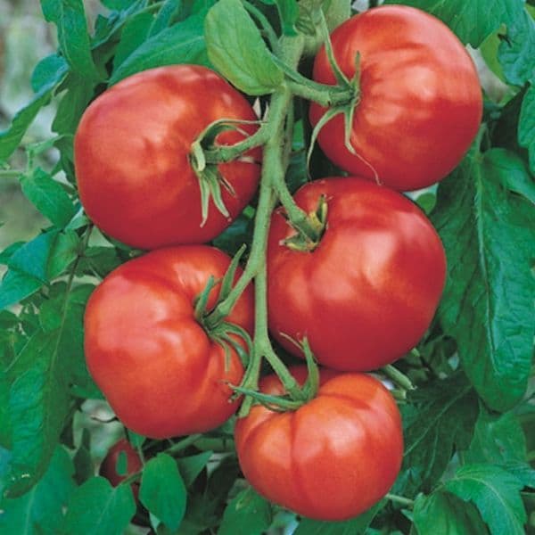 Tomate Saint Pierre