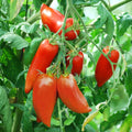 Tomate Andine (Cornue des Andes)