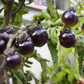Tomate cerise Black cherry