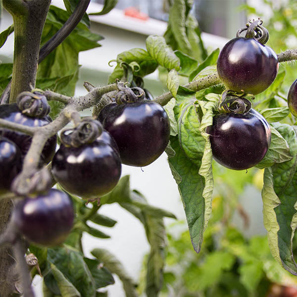 Tomate cerise Black cherry