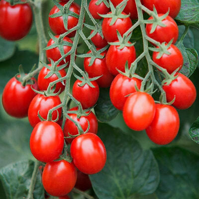Tomate cerise Red cherry