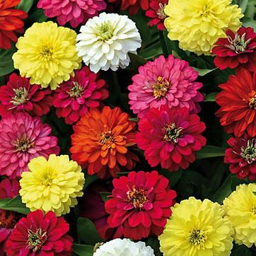 Zinnia melange
